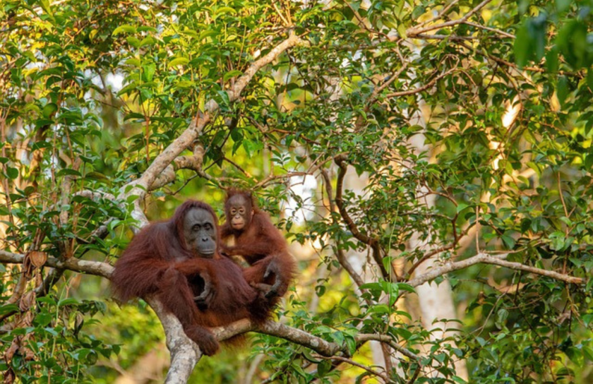 Borneo