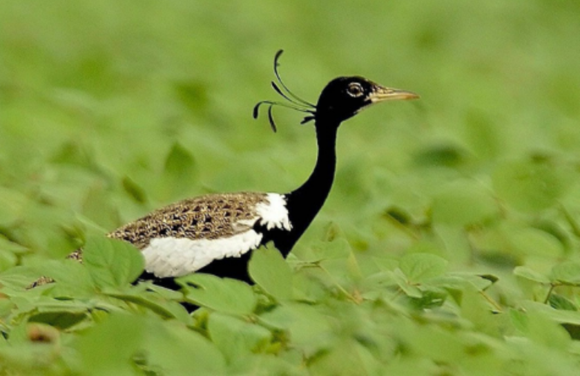 Lesser Florican