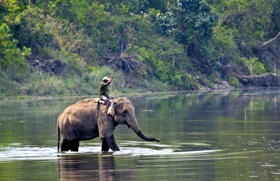 chitwan national park