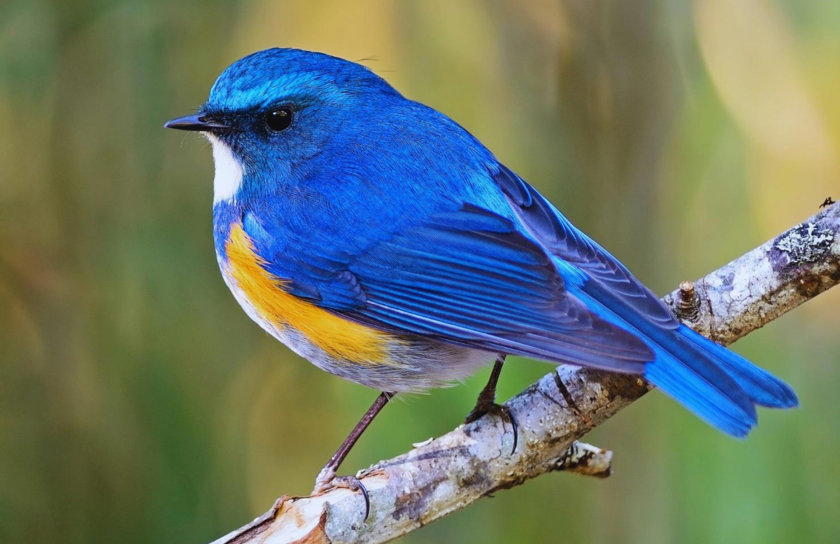 kashmir Birding