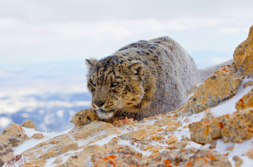 Snow Leopard 