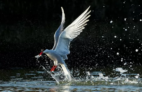 Common Tern, Sterna Hirundo