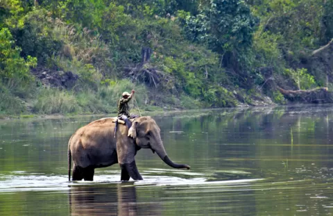 chitwan national park