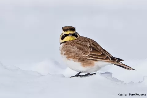Horned Lark 