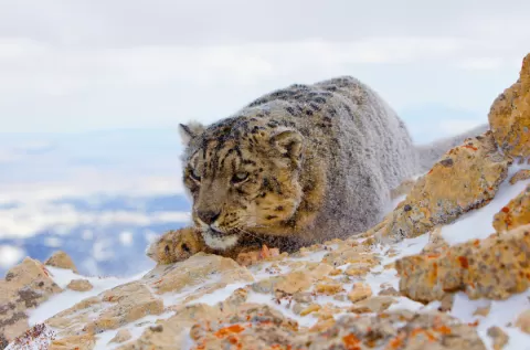 Snow Leopard 