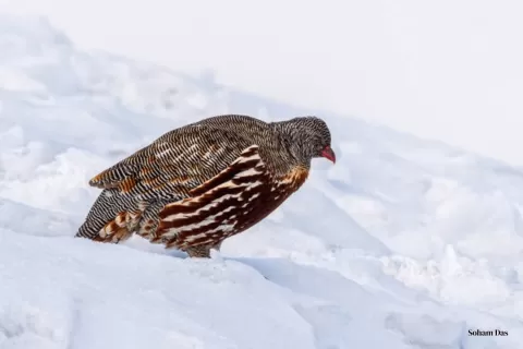 Snow Partridge