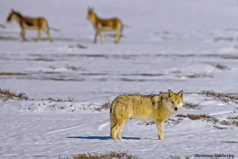 Tibetan Wolf
