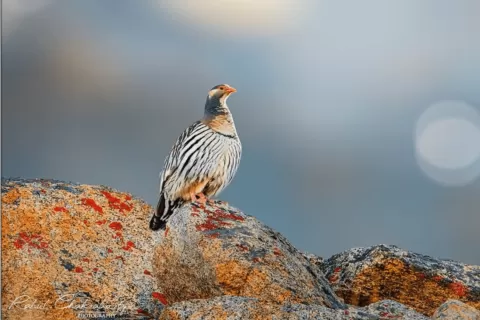Tibetan snowcock
