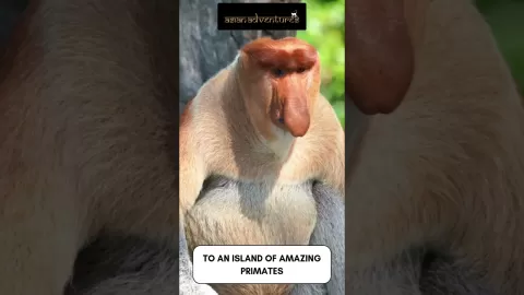 Embedded thumbnail for Discover Borneo with Asian Adventures: A Wild Journey with Purpose