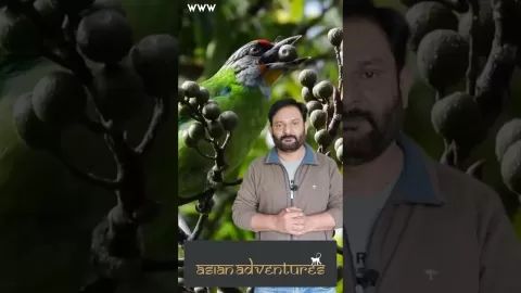 Embedded thumbnail for Explore The Amazing Birdlife Of The Kathmandu Valley At Phulchowki Hill