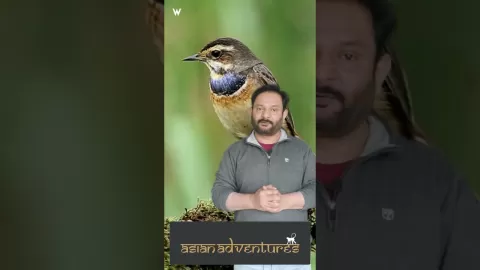 Embedded thumbnail for Thimphu Valley - A Birdwatching Paradise Surrounding Bhutan&#039;s Beautiful Capital.