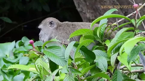 Embedded thumbnail for Orangutan Tour Borneo