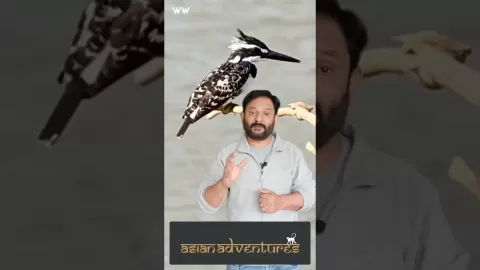 Embedded thumbnail for Enjoy Tiger Safaris, Amazing Birdwatching, And Village Visits In Chitwan National Park
