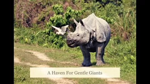 Embedded thumbnail for Wildlife and Birding Bhutan And Nepal