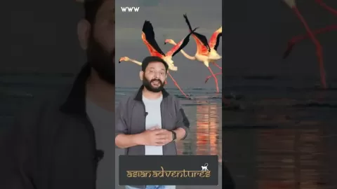 Embedded thumbnail for Migratory Waterfowl, Endemic Woodpeckers, And More! Amazing Birding Awaits at Bundala National Park