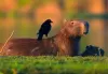 Capybara in Pantanal Brazil