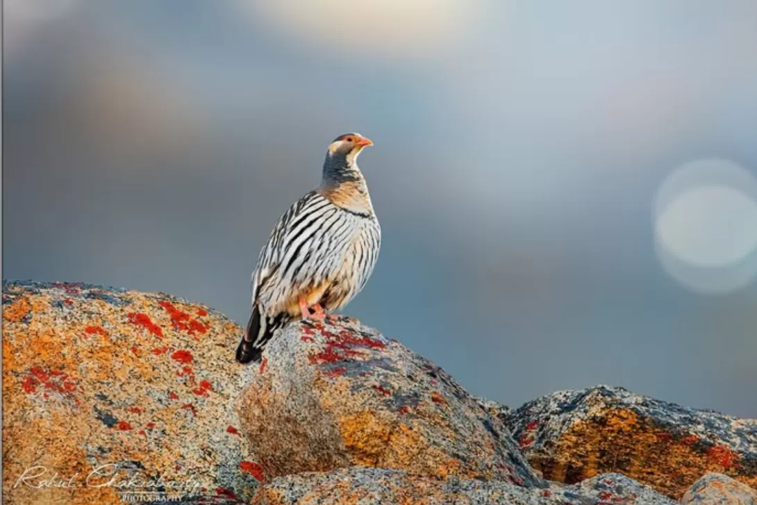 Tibetan snowcock